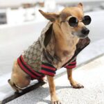 Monogram Print Chi Jacket Jacket for Chihuahua Chihuahua Jacket Fashion Chihuahua Jacket Luxery Jacket for Chihuahua