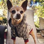 Monogram Print Chi Jacket Jacket for Chihuahua Chihuahua Jacket Fashion Chihuahua Jacket Luxery Jacket for Chihuahua