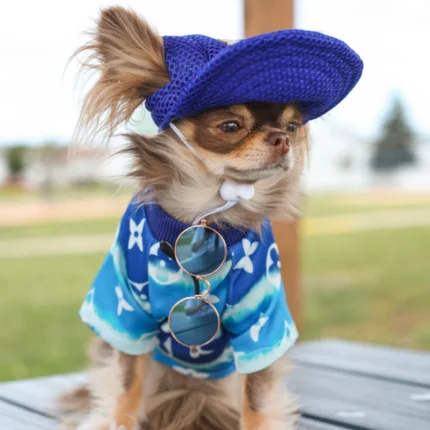 Chihuahua Glasses - Blue