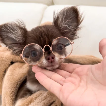 Chihuahua Glasses - Clear