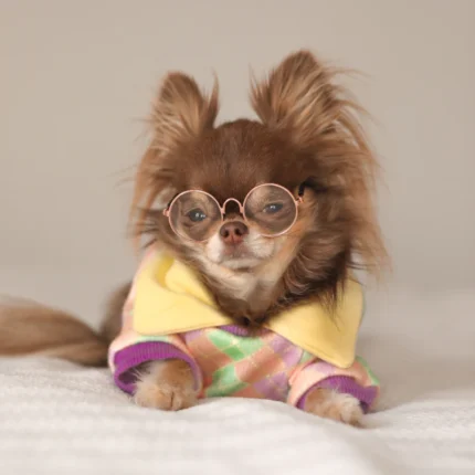 Chihuahua Glasses - Clear