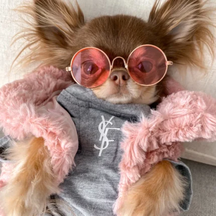Chihuahua Glasses - Pink