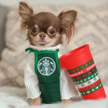Chihuahua Starbarks