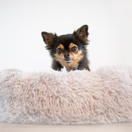 Plush Chihuahua Bed Donut Delight Chihuahua Bed