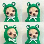 Chihuahua Frog Hoodie