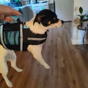 Sporty Chihuahua Life Vest chihuahuapro.com chihuahua shop