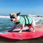 Ripstop Chihuahua Life Jacket ChihuahuaPro.com Chihuahua Shop
