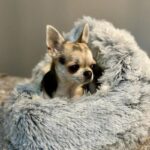 Chihuahua Cozy Nest Chihuahua Bed Chihuahua Shop