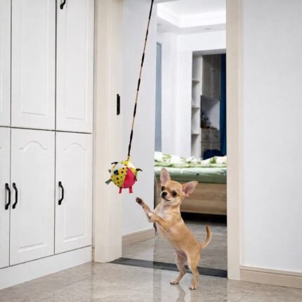 Chihuahua Squeaky Sensory Ball