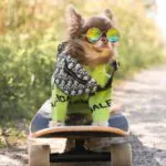 Balenca Green Chihuahua Sweater - Image 2