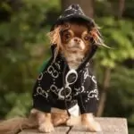 Chichi Soft Hoodie Chichi Soft Sweater Chihuahua Sweater fashion,soft,comfortable