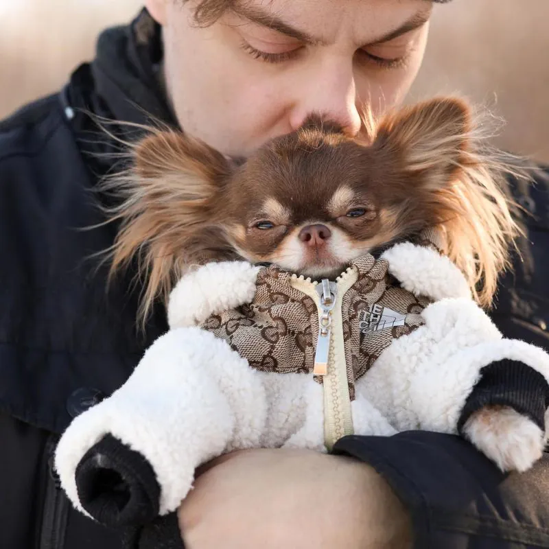 Dog Face X Chichi Jacket chihuahua jacket chihuahua luxery