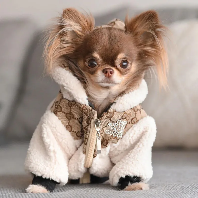 Dog Face X Chichi Jacket chihuahua jacket chihuahua luxery