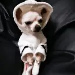 "This Dog Loves Sleep” Chihuahua Bathrobe