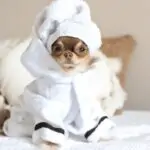 "This Dog Loves Sleep” Chihuahua Bathrobe