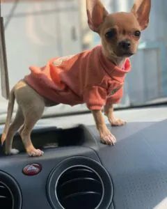 Teddy Bear Chihuahua Sweaters Autumn Winter Chihuahua Sweaters