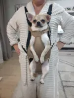 Chihuahua Carrier - Image 2