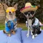 Chihuahua Hawaiian Shirt Chihuahua Shop