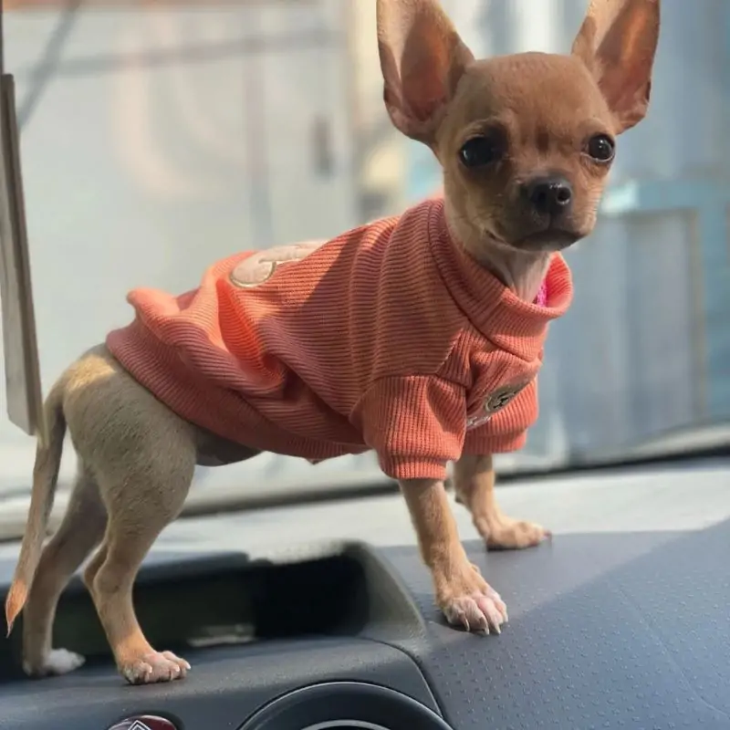 Teddy Bear Chihuahua Sweaters - Image 2