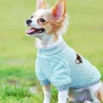 Casual Chihuahua Sweater Chihuahua Casual Sweater Casual Sweater FOR cHIHUAHUA