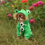 Chihuahua Frog Hoodie - Image 3