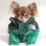 Winter Green Chihuahua Jacket Chihuahua Shop Pro