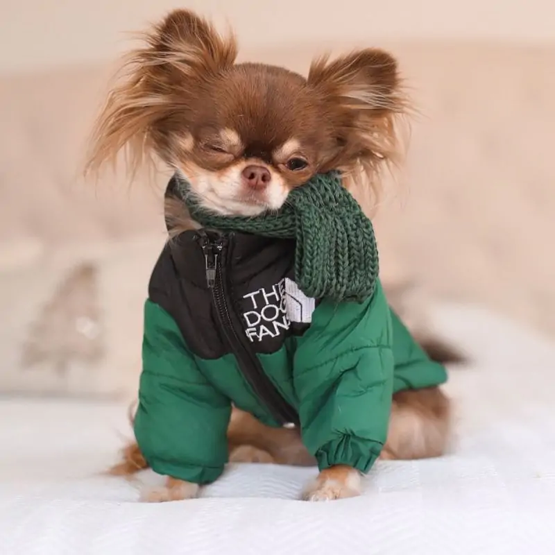 Winter Green Chihuahua Jacket Chihuahua Shop Pro