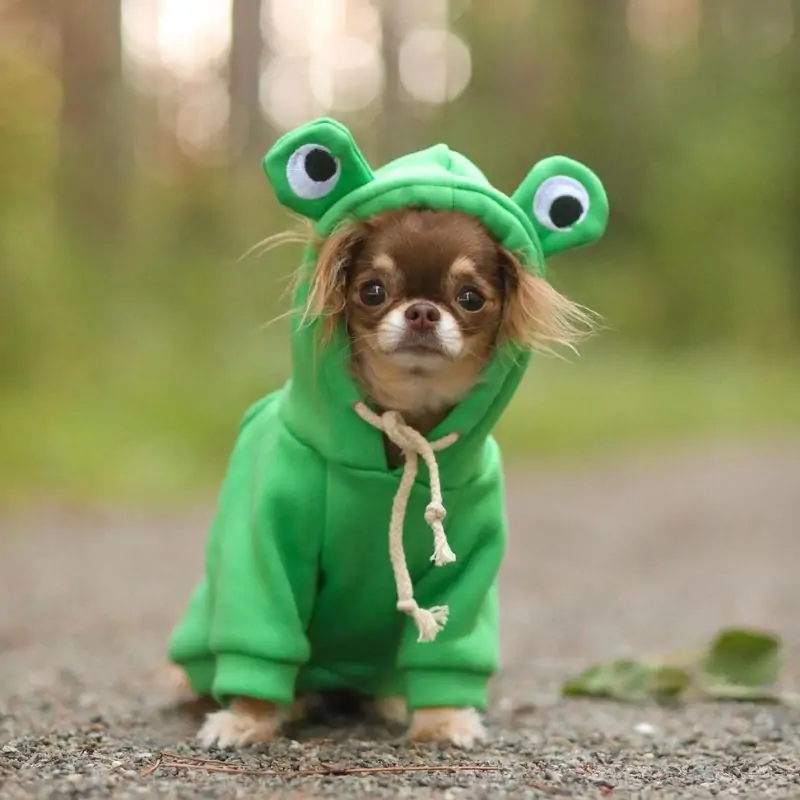 Chihuahua Frog Hoodie