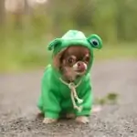 Chihuahua Frog Hoodie