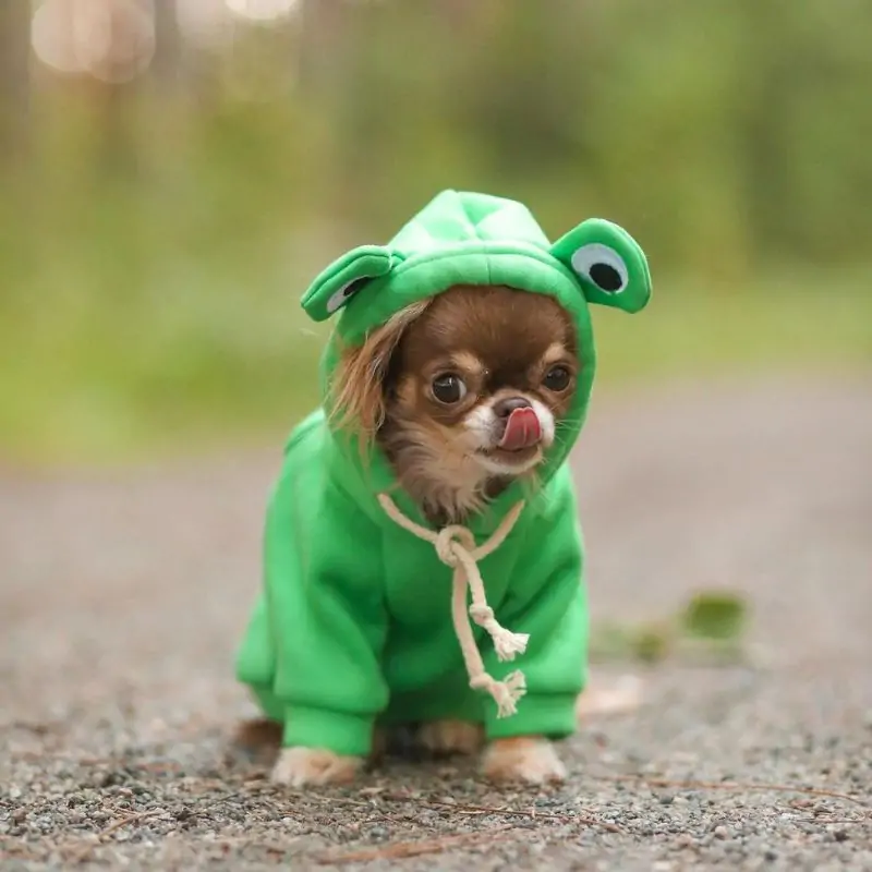 Chihuahua Frog Hoodie