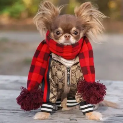 GiGi Bomber Chihuahua Jacket