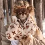 Chewy V Faux Fur Chihuahua Coat