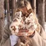 Chewy V Faux Fur Chihuahua Coat