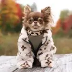 Chewy V Faux Fur Chihuahua Coat