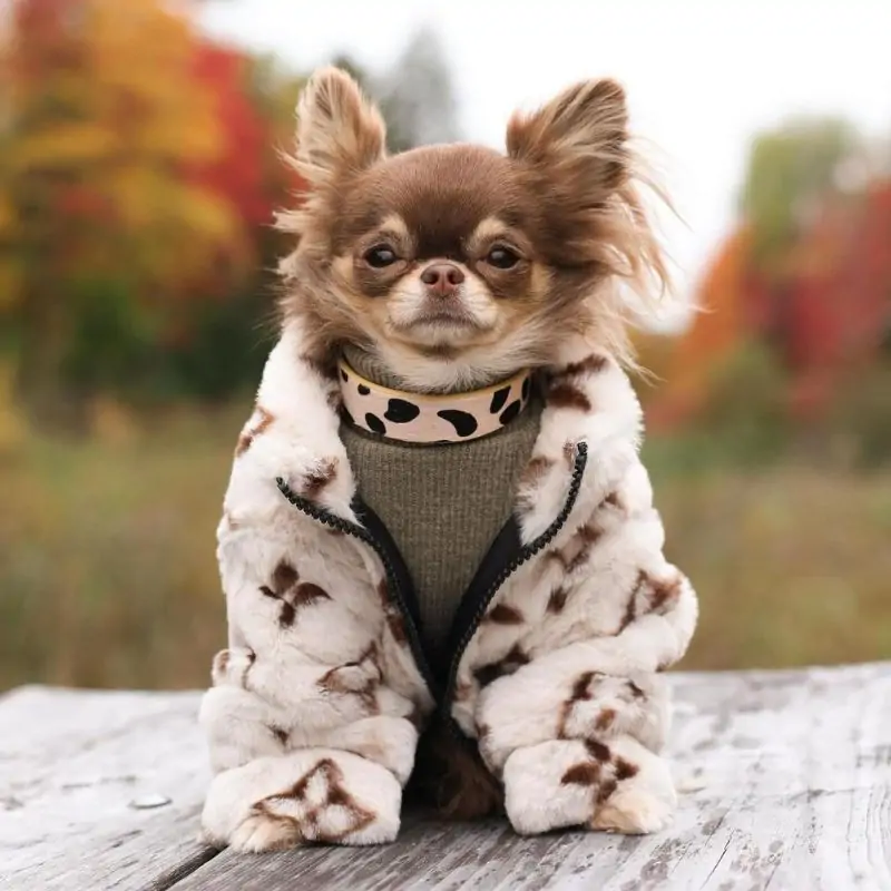 Chewy V Faux Fur Chihuahua Coat