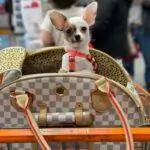 Luxury Transporter Chihuahua Carrier - Image 2