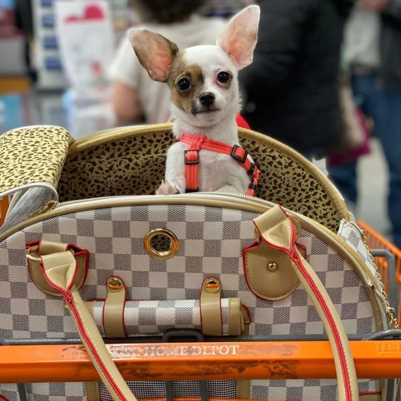 Luxury Transporter Chihuahua Carrier - Image 2