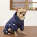Chihuahua Bear Hug Four-Legged Coat