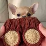 Chihuahua Bear Snood Hat