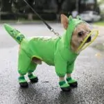 Chihuahua All-Weather Freedom Coat