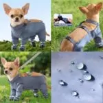 Chihuahua Pants