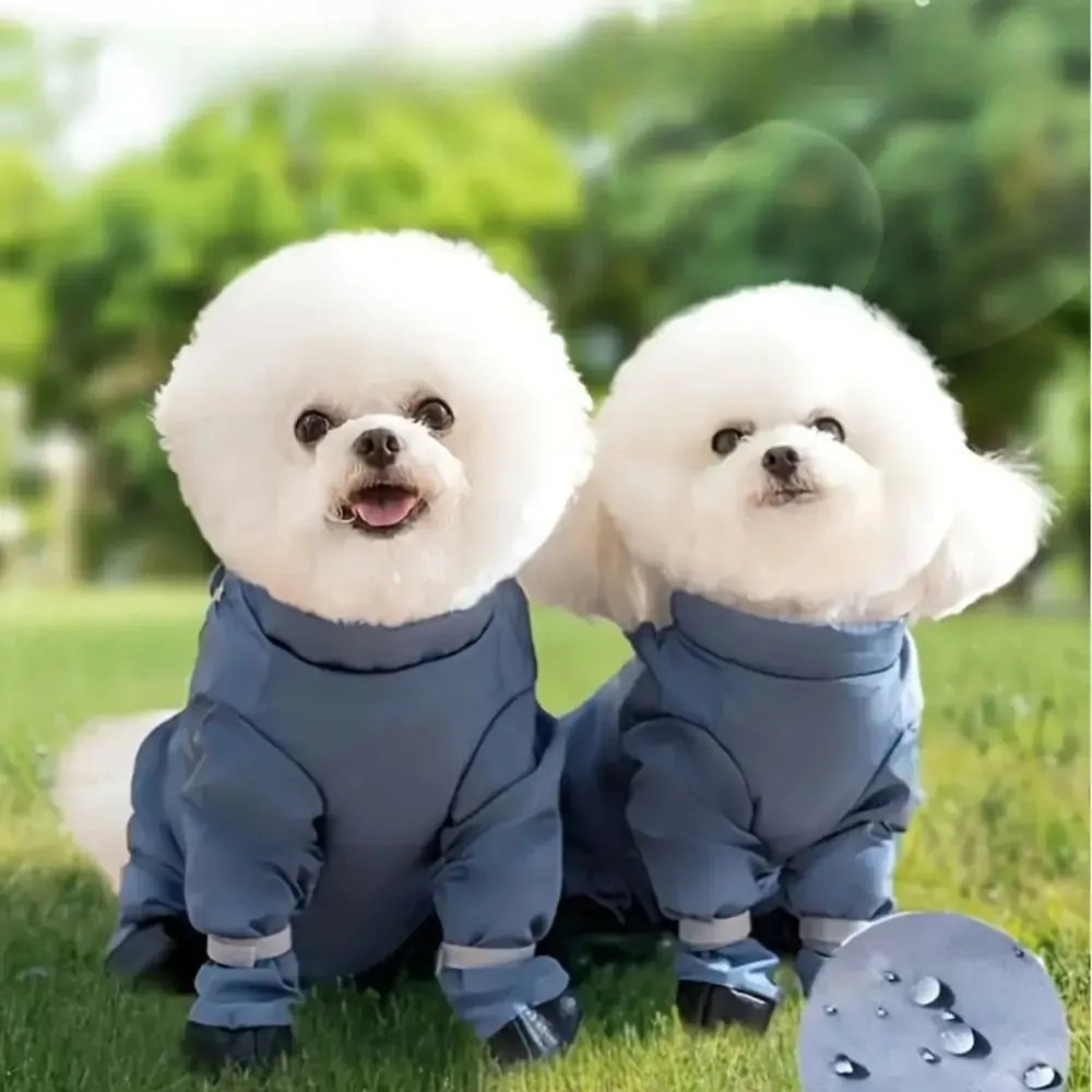 Chihuahua Pants