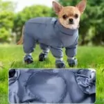 Chihuahua Pants