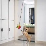 Chihuahua Squeaky Sensory Ball