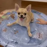 Chihuahua Water Bed