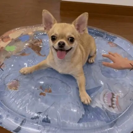 Chihuahua Water Bed