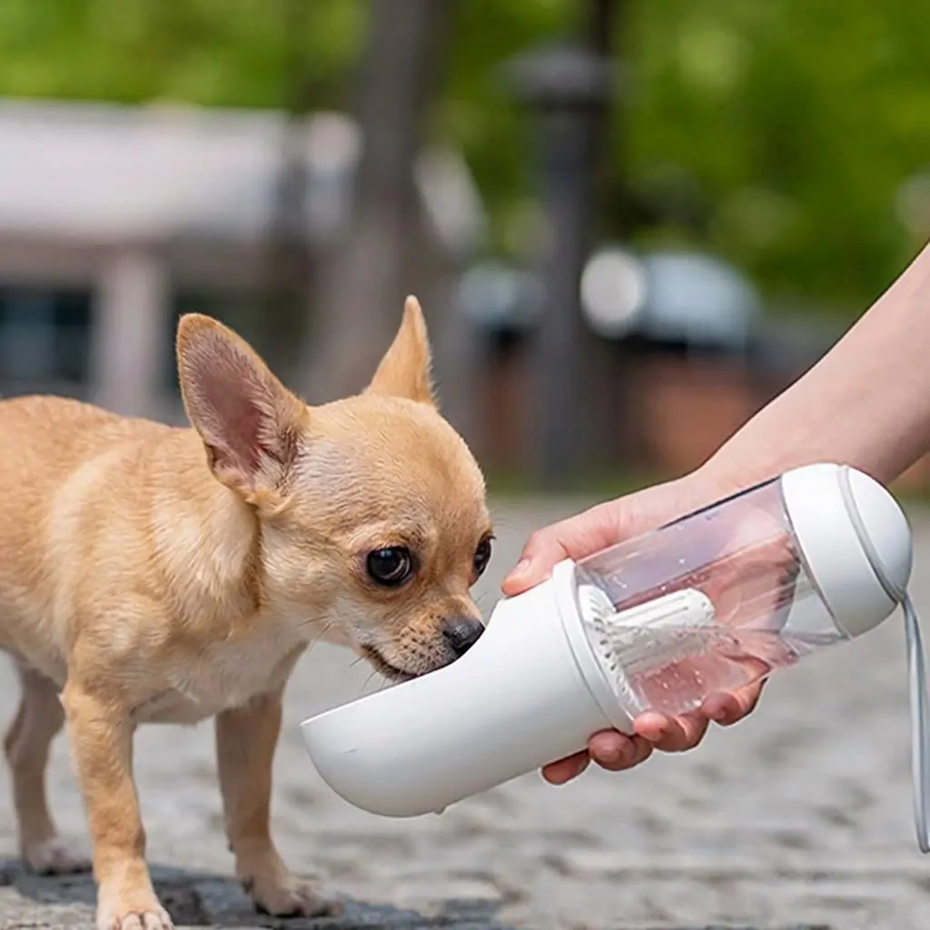 Chihuahua Water Bottle