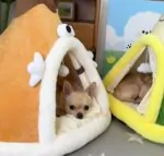 Cozy Chihuahua Tent