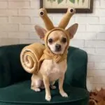 Chihuahua sitting on a velvet armchair facing the camera, wearing the Chihuahua Snail Dog Costume